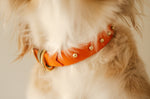 Afbeelding in Gallery-weergave laden, Classic collar with studs
